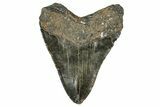 Huge, Fossil Megalodon Tooth - North Carolina #342153-2